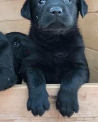 Cuccioli Labrador