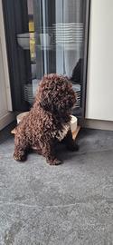 Cuccioli di Lagotto con pedigee