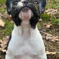 Cuccioli di bouledogue francese disponibili