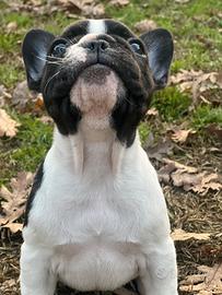 Cuccioli di bouledogue francese disponibili