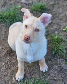 Iris, cucciola 3 mesi e mezzo tg.media in adozione