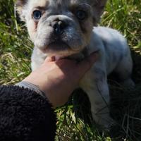 Bulldog francese Fluffy