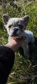 Bulldog francese Fluffy