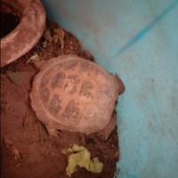 Testudo horsfield