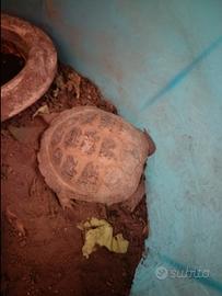 Testudo horsfield