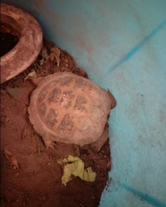 Testudo horsfield