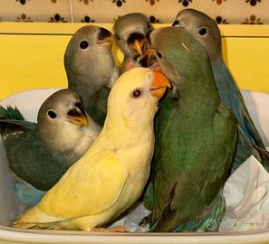 Inseparabili allevati a mano