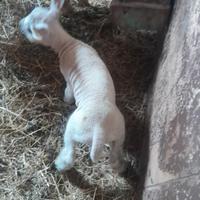 Agnelli texel