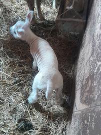 Agnelli texel