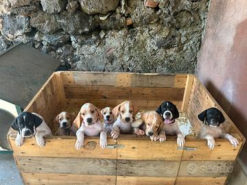 Cuccioli di Pointer