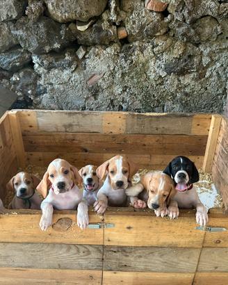 Cuccioli di Pointer