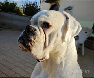 Boxer maschio per monta