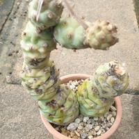 Tephrocactus articulatus 