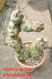 Tephrocactus articulatus 
