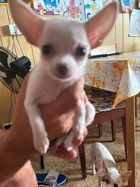 Cucciolo di chihuahua