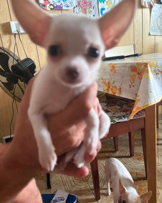 Cucciolo di chihuahua