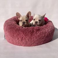 Bulldog Francese - m & f