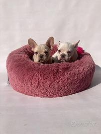 Bulldog Francese - m & f
