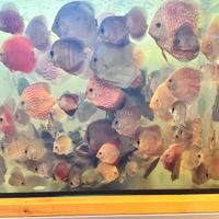 Pesci acquario pesci tropicali