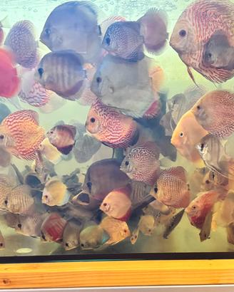 Pesci acquario pesci tropicali