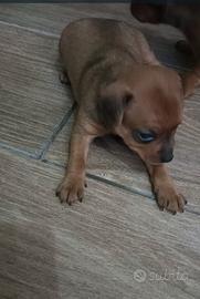 Cuccioli di pinscher toy