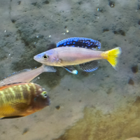 Ciclide cyprichromis leptosoma