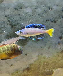 Ciclide cyprichromis leptosoma