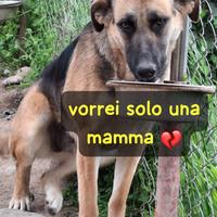 Isotta 1 anno simil pastore tedesco