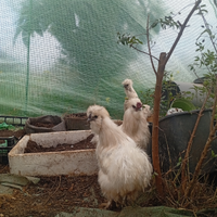 Moroseta, Galline Ornamentali