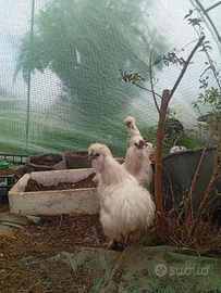 Moroseta, Galline Ornamentali