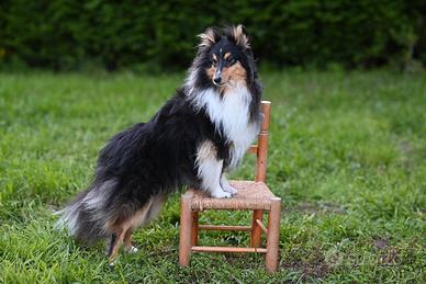 Pastore dello shetland il mini lassie