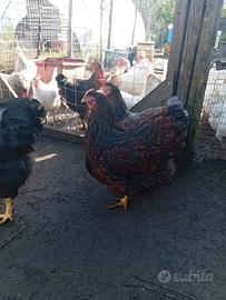  gallina  wyandotte