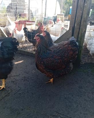  gallina  wyandotte