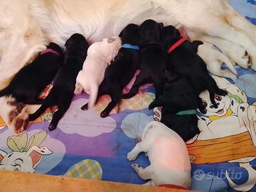Cuccioli di goldendoodle