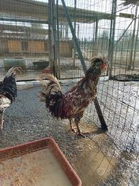 Gallo razza padovana