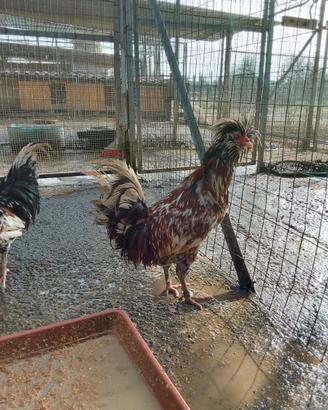 Gallo razza padovana