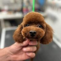 Barboncino disponibile per monte