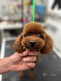 Barboncino disponibile per monte