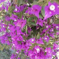Bouganville