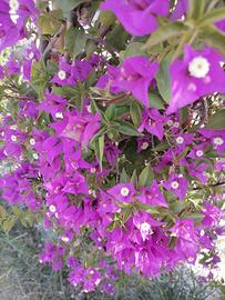 Bouganville