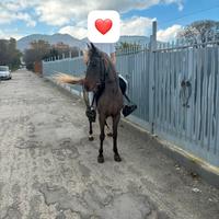 Mezza cavallina 145cm bravissima