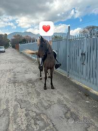 Mezza cavallina 145cm bravissima