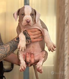 Cucciolo American Pit bull terrier