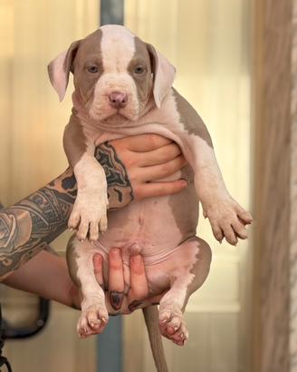 Cucciolo American Pit bull terrier