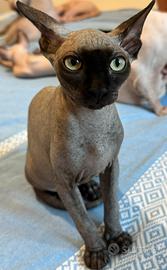 Sphynx femmina rara black con Pedigree