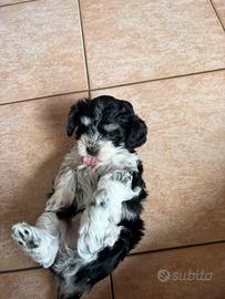 Maltipoo