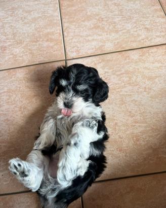 Maltipoo