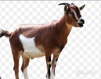 Caprette tibetane