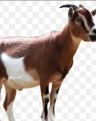 Caprette tibetane