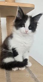 Maine coon xl maschietto vaccinato